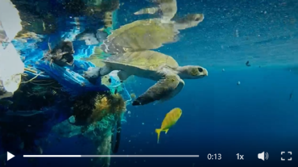 WWF en agency Shake lanceren campagne voor bescherming zeeschildpadden